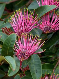 pink flowers with green leaves in the foreground