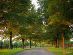 the road is lined with trees and grass