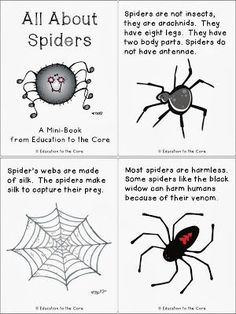 four different types of spiders and their names