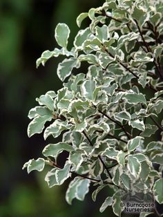 a close up view of the leaves and branches of a tree with green foliage in the background