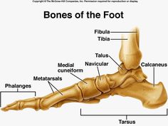 the bones of the foot are labeled