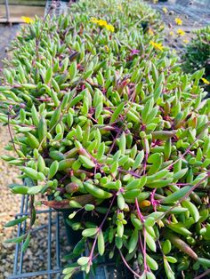 several green plants are growing in a container