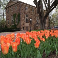 many orange tulips in front of a brick building with trees and cars parked on the street