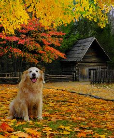 a golden retriever dog sitting in front of a log cabin surrounded by fall leaves