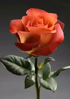 a single orange rose with green leaves in a vase