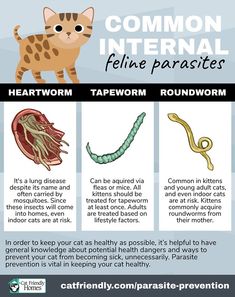 a poster with information about different types of animals and their health benefits in the body