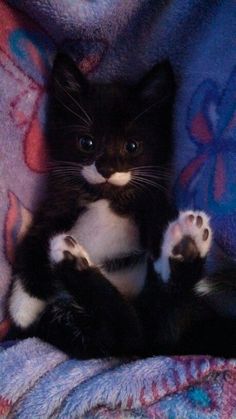 a black and white kitten sitting on top of a blanket