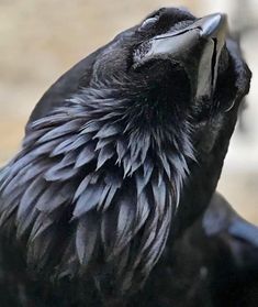 a close up of a black bird with it's eyes closed