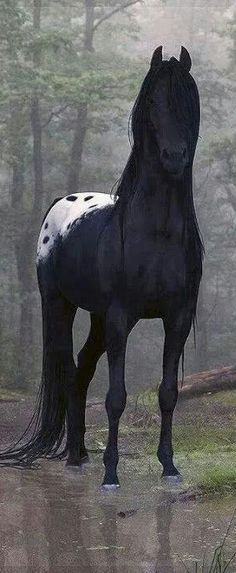 a black and white horse standing in the middle of a forest with fog on it's face