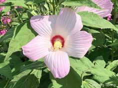 a large pink flower with green leaves around it