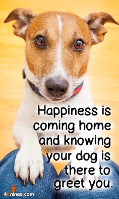 a brown and white dog sitting on top of a person's lap with the caption happiness is coming home and known as your dog is there to greet you