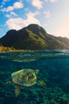 a turtle swimming in the ocean with mountains in the background