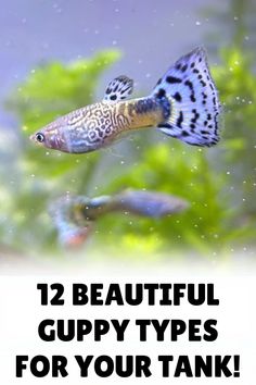 two fish swimming in an aquarium with the words, 12 beautiful guppy types for your tank