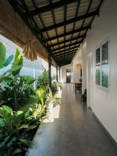 a long hallway with lots of plants on the side and windows to the other side