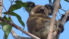 a koala sitting in a tree looking up at the camera