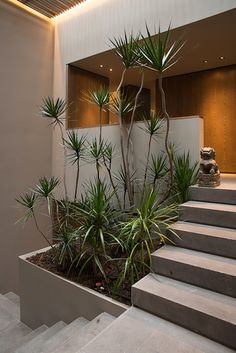 an indoor garden with plants and steps leading up to the entrance area in a modern home