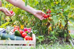 two hands reaching for tomatoes in a garden