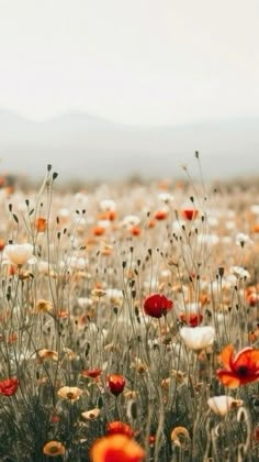 a field full of red and white flowers