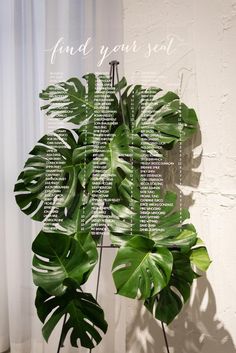 a large green plant sitting on top of a wooden table next to a white wall