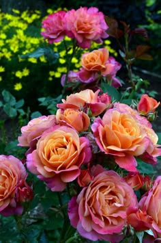 pink and orange roses blooming in a garden