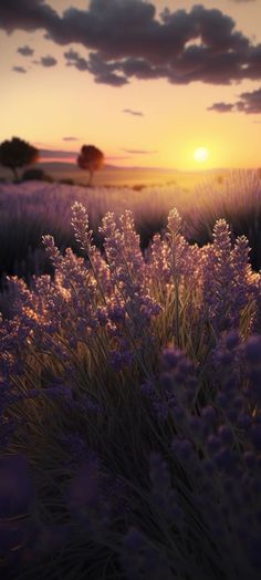 the sun is setting over some lavender flowers