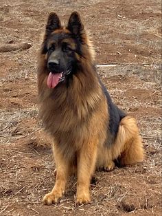 a large brown and black dog sitting in the dirt