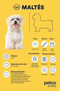 a white dog sitting on top of a yellow poster with information about it's features