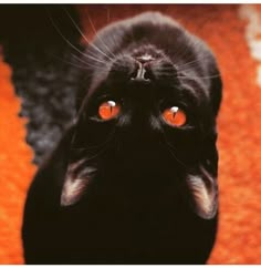 a black cat with orange eyes looking up