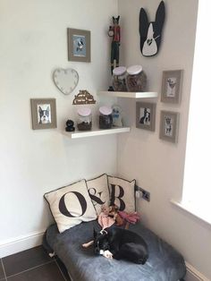 a black and white dog laying on top of a couch in a living room next to a window