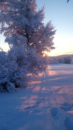 the sun is setting behind a snow covered tree in the middle of a snowy field