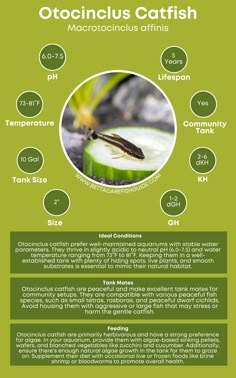 an info sheet with information about the different types of animals and their names in english