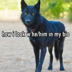 a black dog with the words how i look w / he / him in my bio