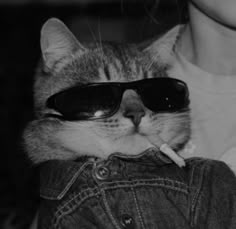 a cat with sunglasses on it's head is holding onto a pair of jeans