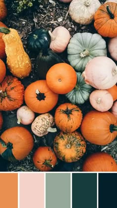 an assortment of pumpkins and gourds are arranged in a color palette, including orange