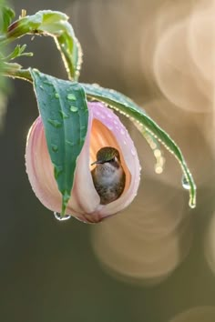 a small bird sitting inside of a pink flower