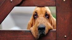 a dog looking through the bars of a wooden gate with his head sticking out from behind it