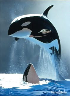 an orca jumping out of the water with it's head in the air