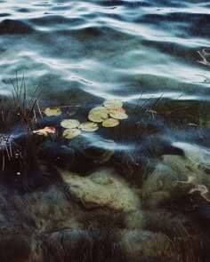 water with lily pads floating in it and grass growing out of the water's surface