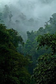 the trees are covered in fog and low lying clouds