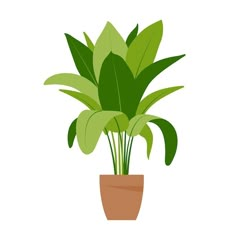 a potted plant with green leaves in it on a white background, flat style