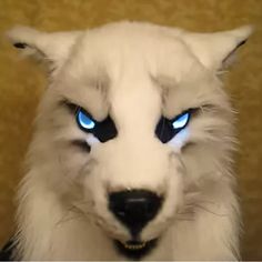 a white dog with blue eyes looks at the camera