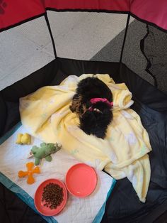 a small black dog laying on top of a blanket next to two bowls and food