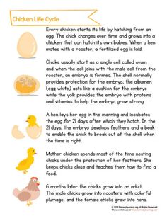 the chicken life cycle for kids