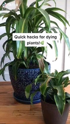 two potted plants sitting next to each other on a wooden table with the words quick hacks for dying plants