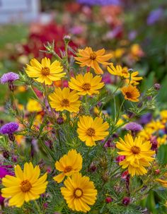 yellow and purple flowers are growing in the garden