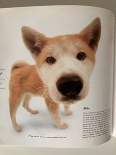 an open book with a dog's face and the words albino on it