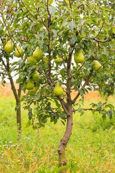 an apple tree with lots of green apples growing on it's branches in the grass