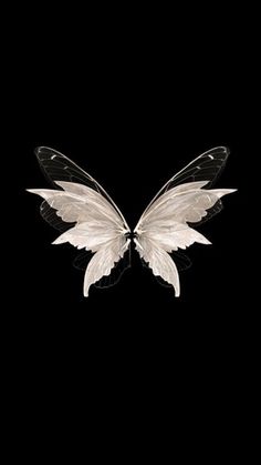 two white and black butterflies on a black background