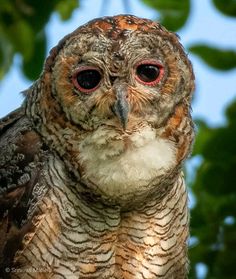 an owl with red eyes sitting on top of a tree branch in front of some leaves