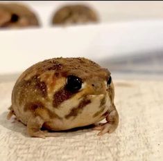 a brown and white frog sitting on top of a table next to another animal in the background